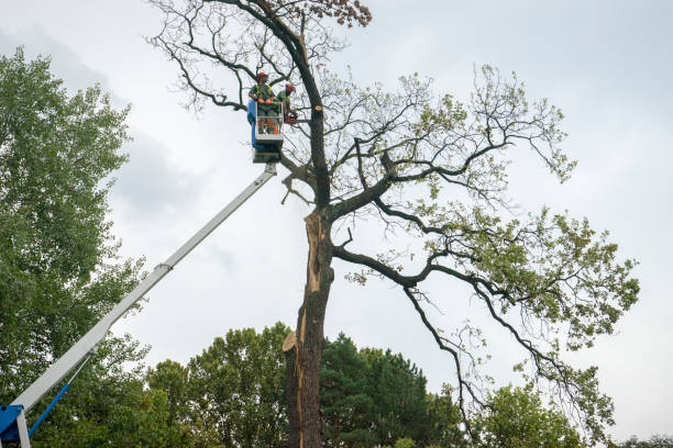 Leaf Removal in Milford City, CT